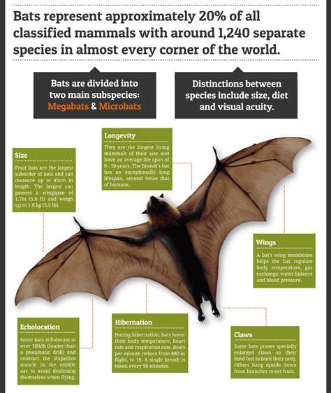 蝙蝠視力|蝙蝠資訊站 Bats information about Taiwan